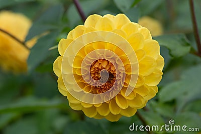 Garden Dahlia Golden Scepter a glowing yellow pompon flower Stock Photo